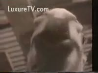 Vintage zoo fucking